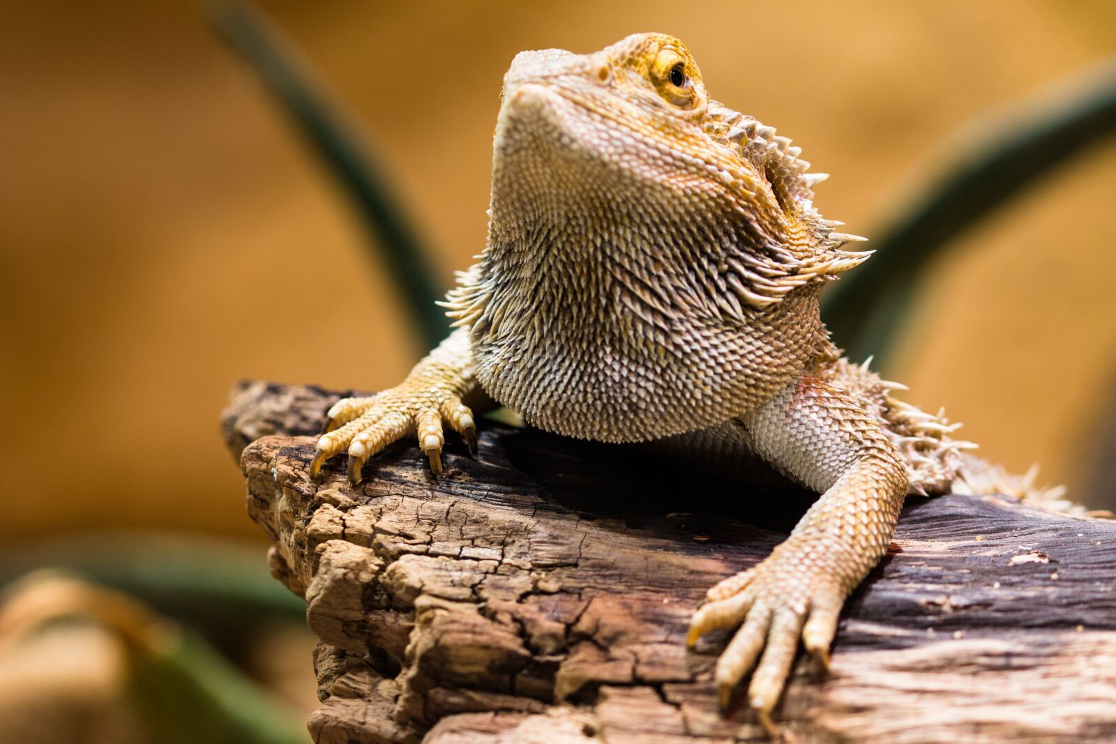 Canon EOS 70D sample photo. Lizard, agame, reptile photography