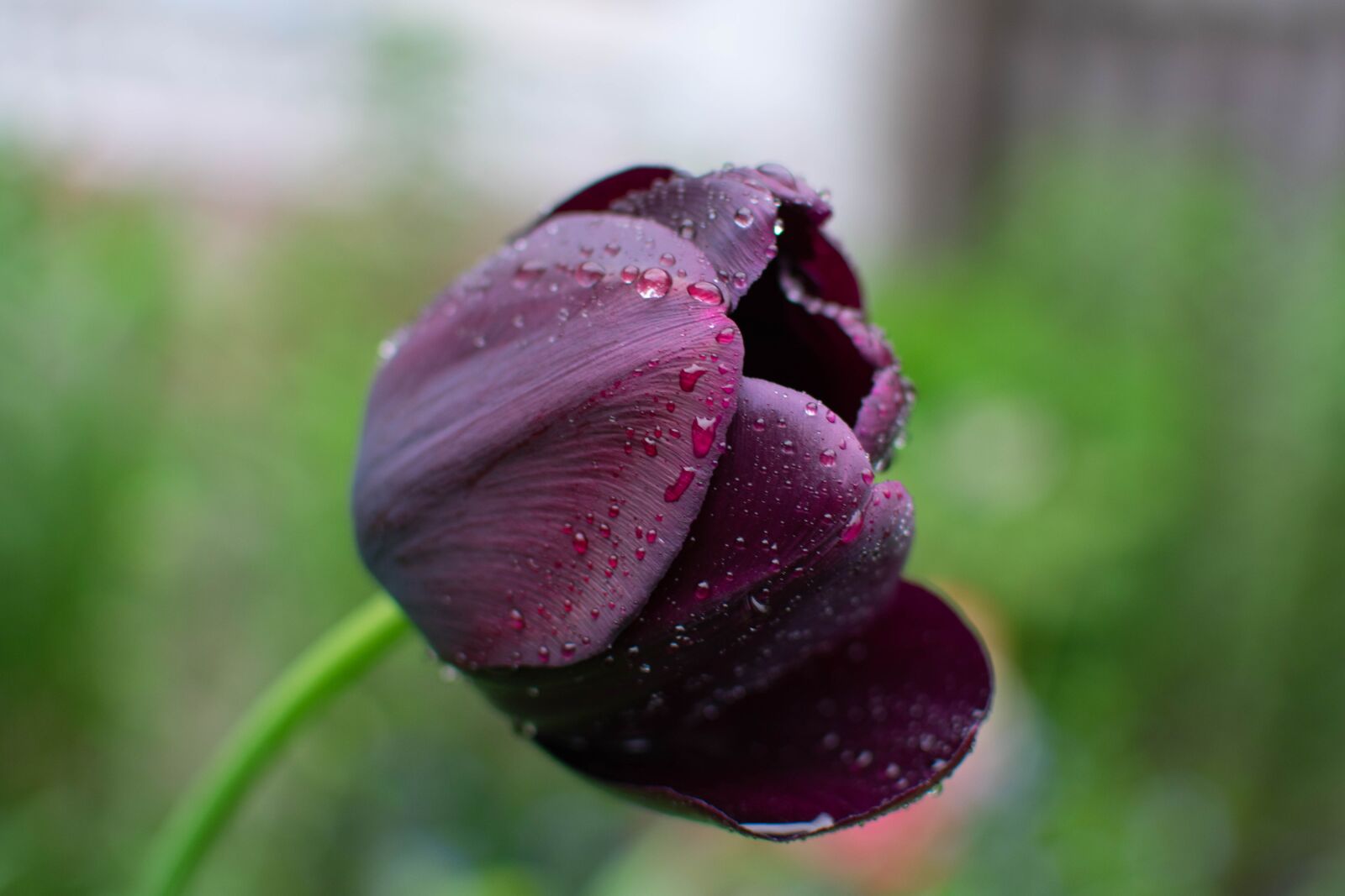 Nikon D3400 sample photo. Flower, tulip, flowers photography