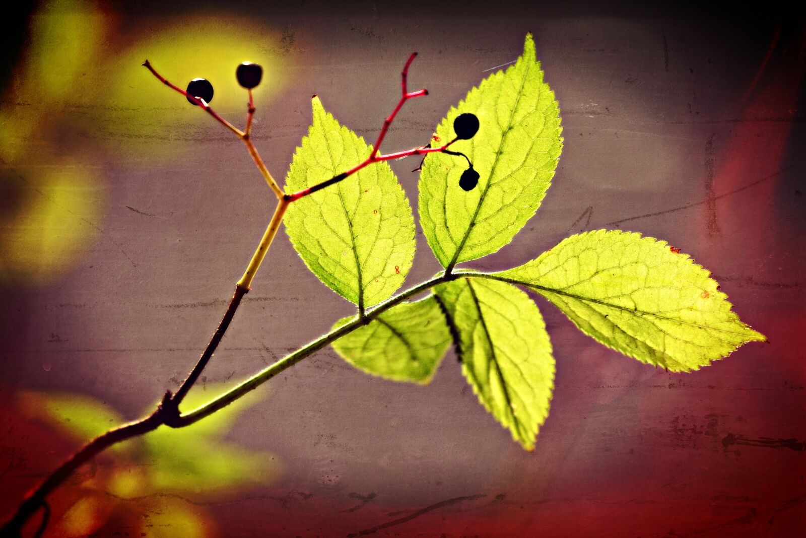 Nikon D750 sample photo. Leaf, twig, nature photography