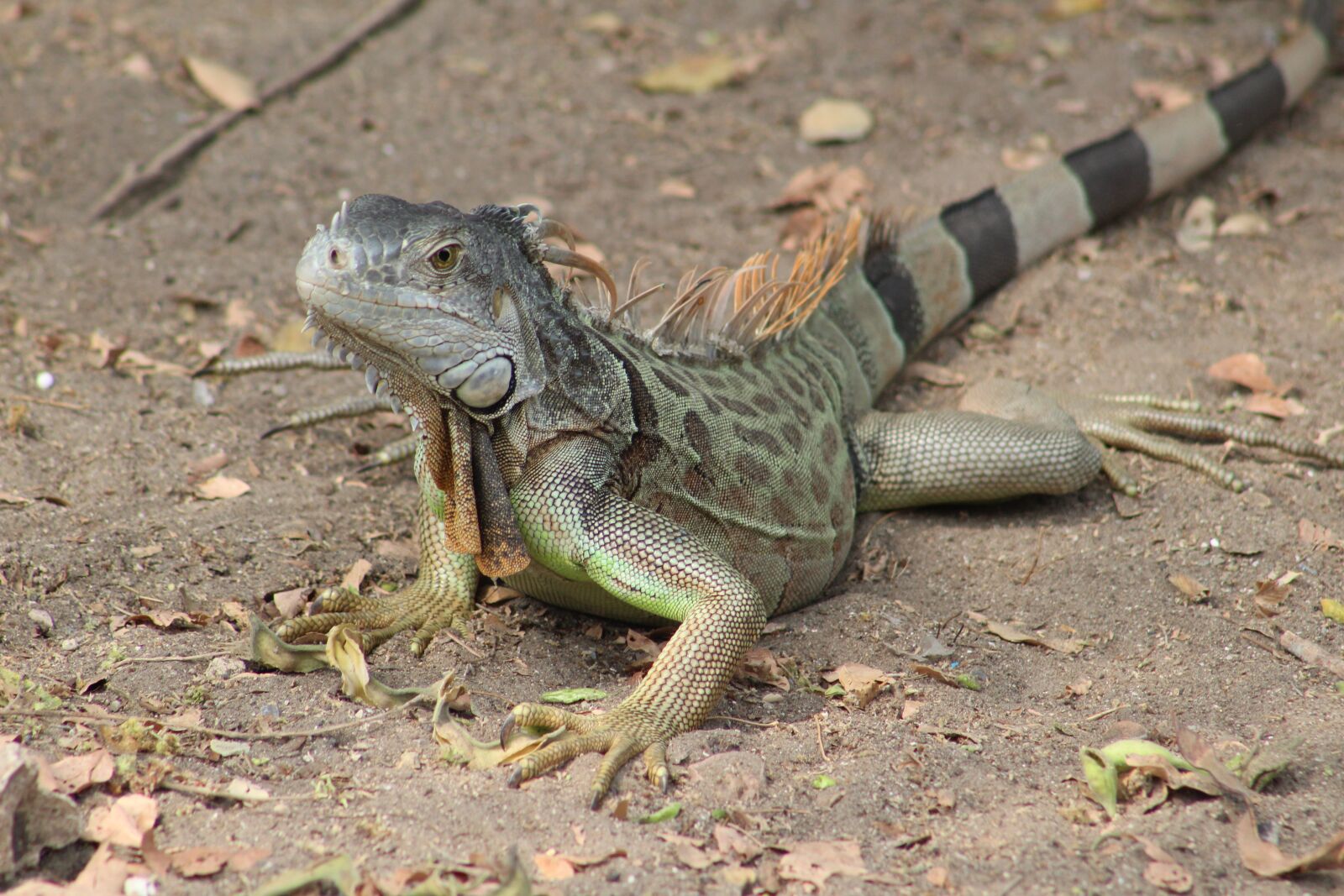 Canon EOS 1300D (EOS Rebel T6 / EOS Kiss X80) sample photo. Iguana, reptile, green photography