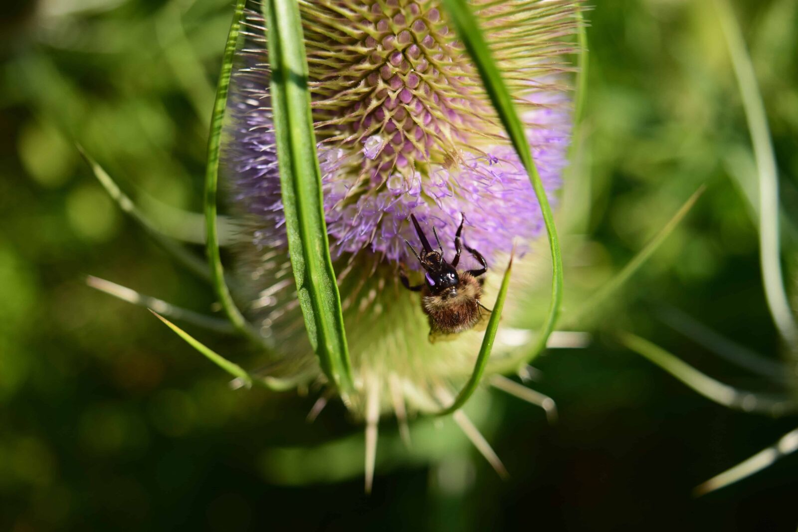 Nikon D3300 sample photo. Thistle, garden, insect, summer photography