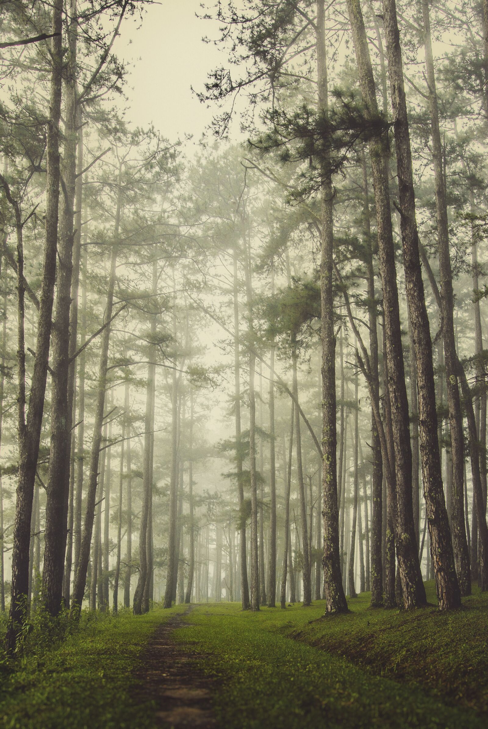 Nikon D80 sample photo. Scenery, pine forest, mist photography