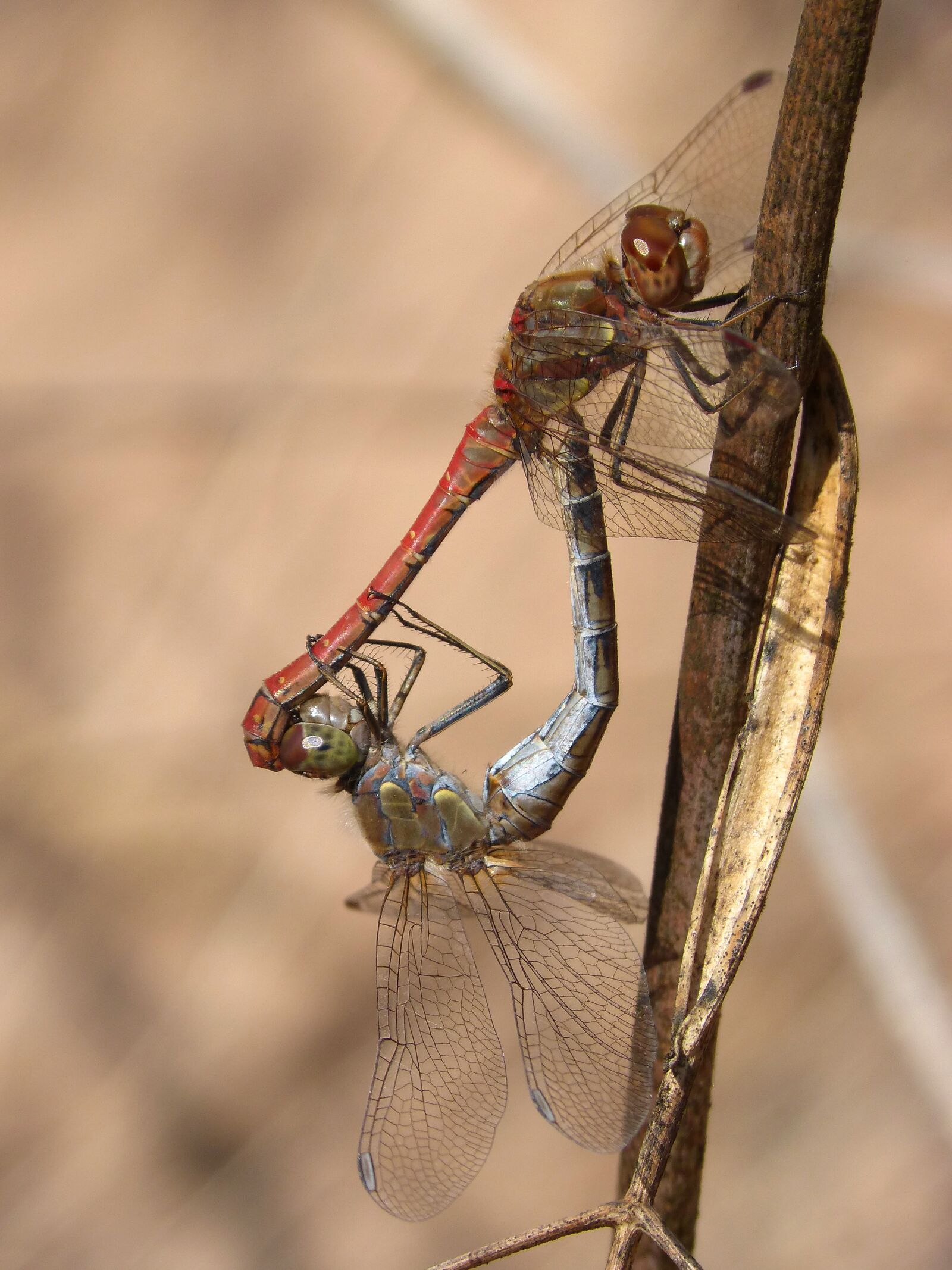 Panasonic DMC-FZ62 sample photo. Dragonflies, couple, copulation photography