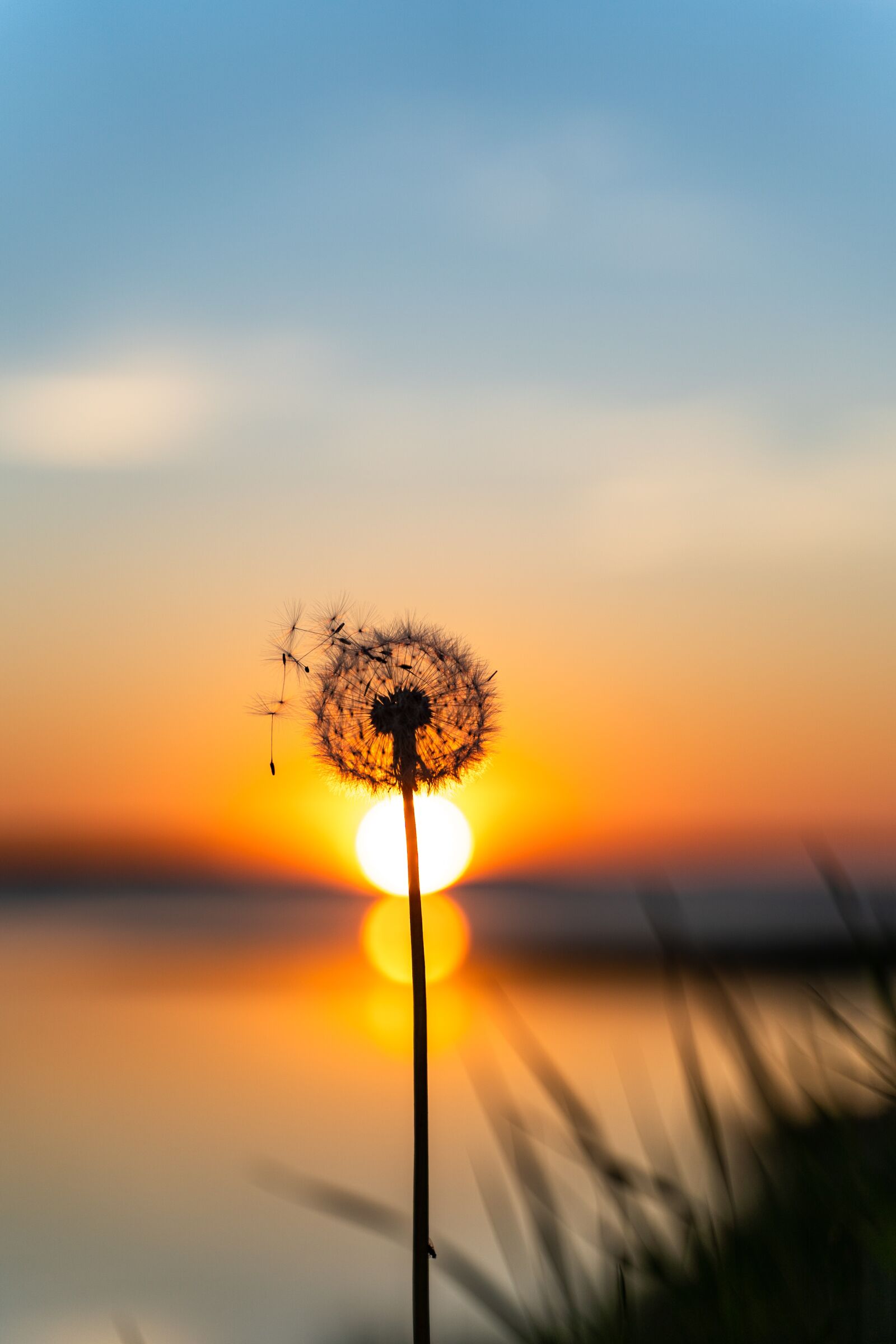 Sony a7 III sample photo. Dandelion, sunset, flower photography