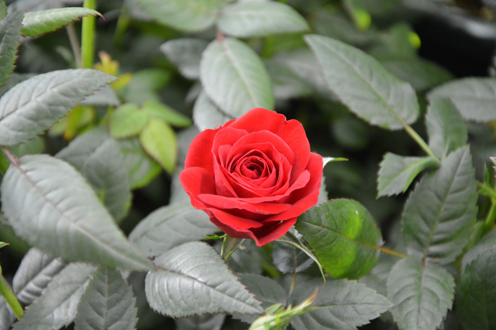 Nikon D5200 sample photo. Red rose, green leaves photography