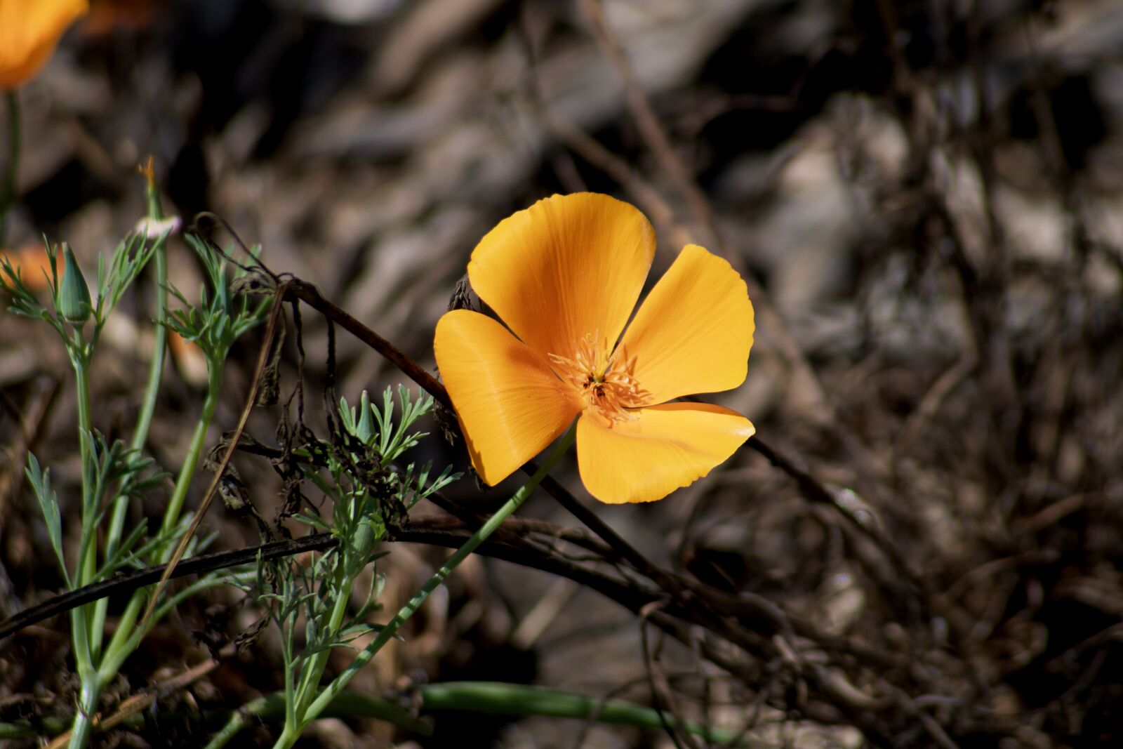 Canon EOS 750D (EOS Rebel T6i / EOS Kiss X8i) sample photo. Flower, petal, stem photography
