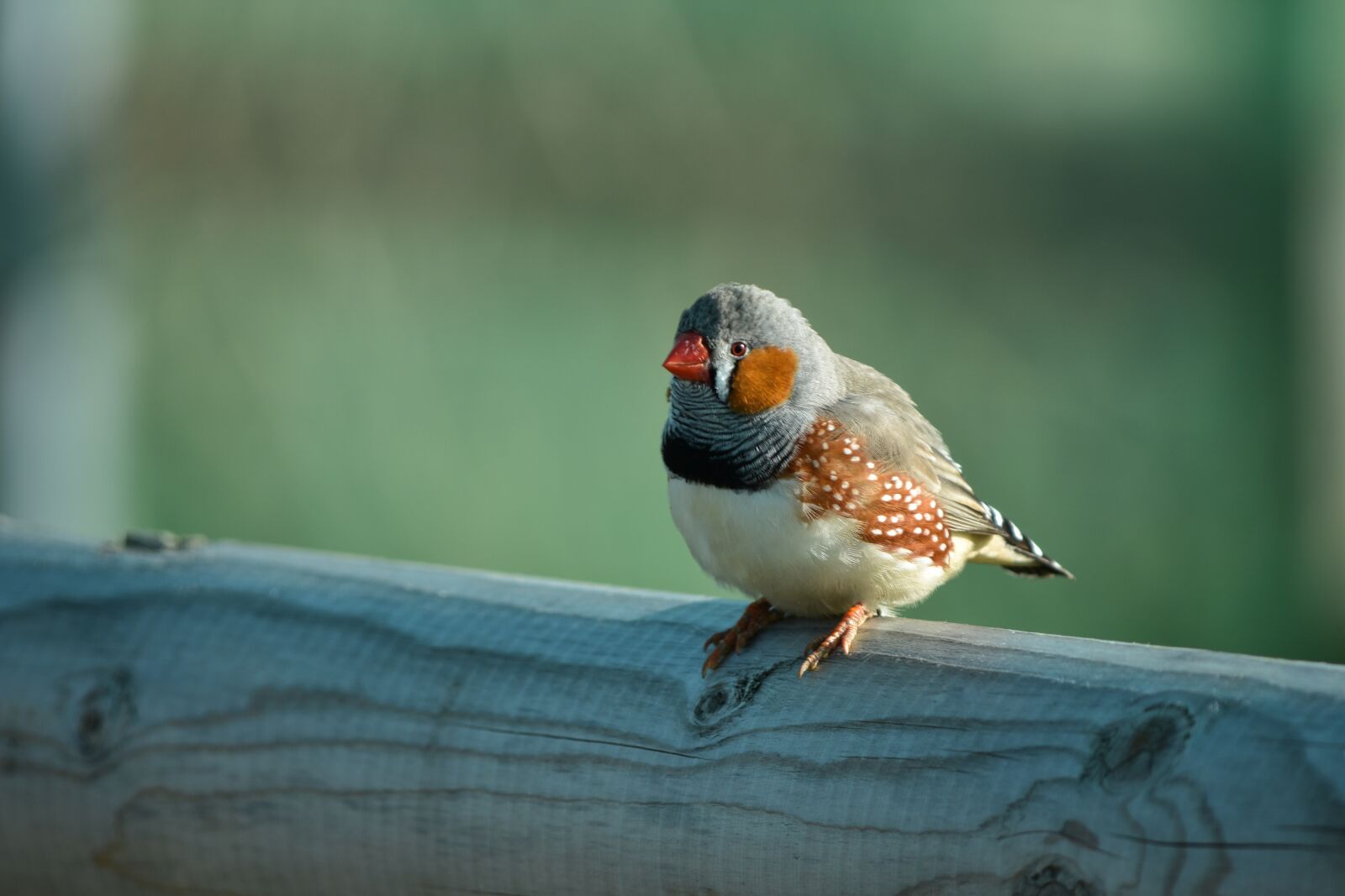 Nikon D7200 sample photo. Bird, wildlife, nature photography
