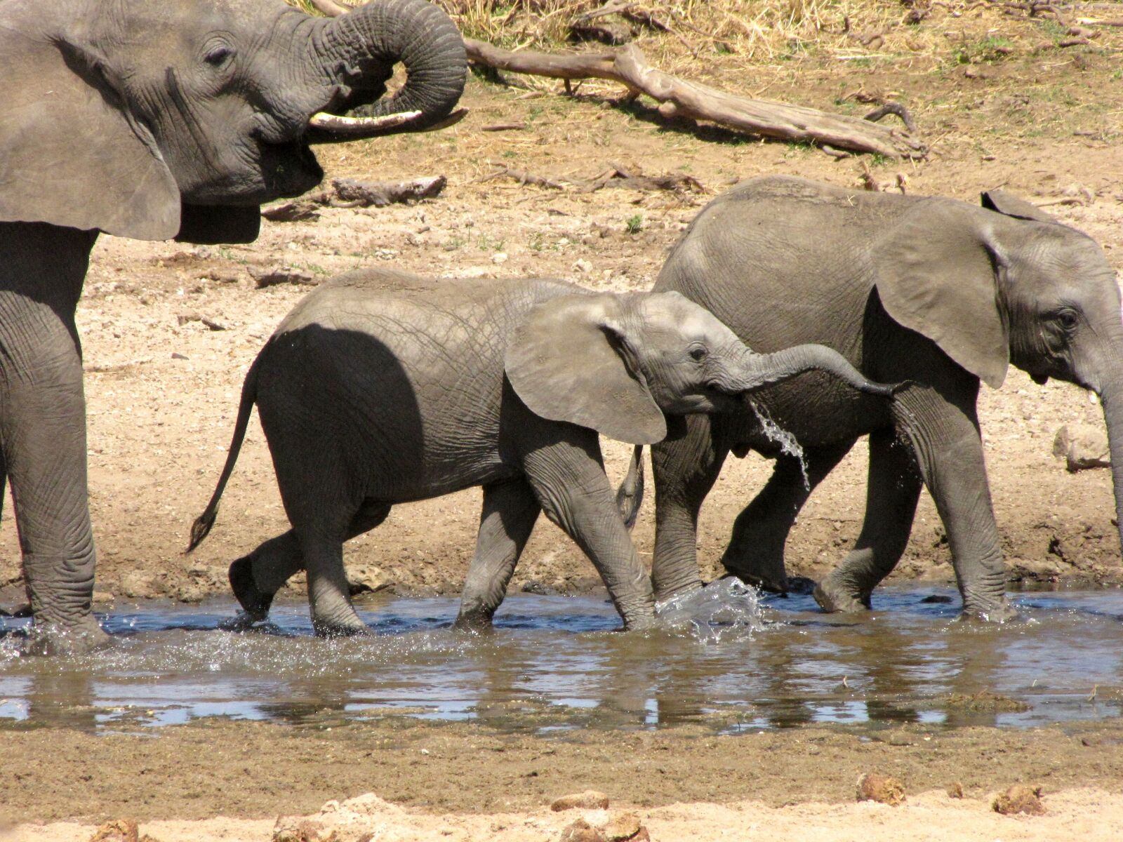 Canon PowerShot SX10 IS sample photo. Tanzania, safari, elephant photography