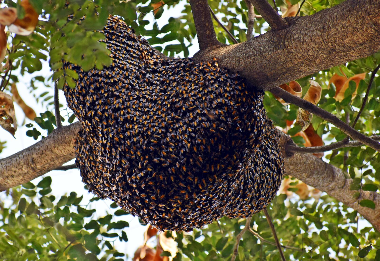 Nikon D3300 sample photo. Beehive, honeybees, bee photography