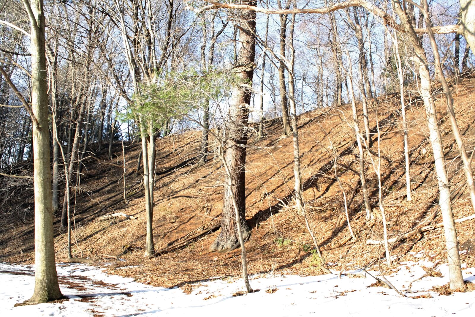 Canon EOS 1000D (EOS Digital Rebel XS / EOS Kiss F) sample photo. Winter, trees, snow photography