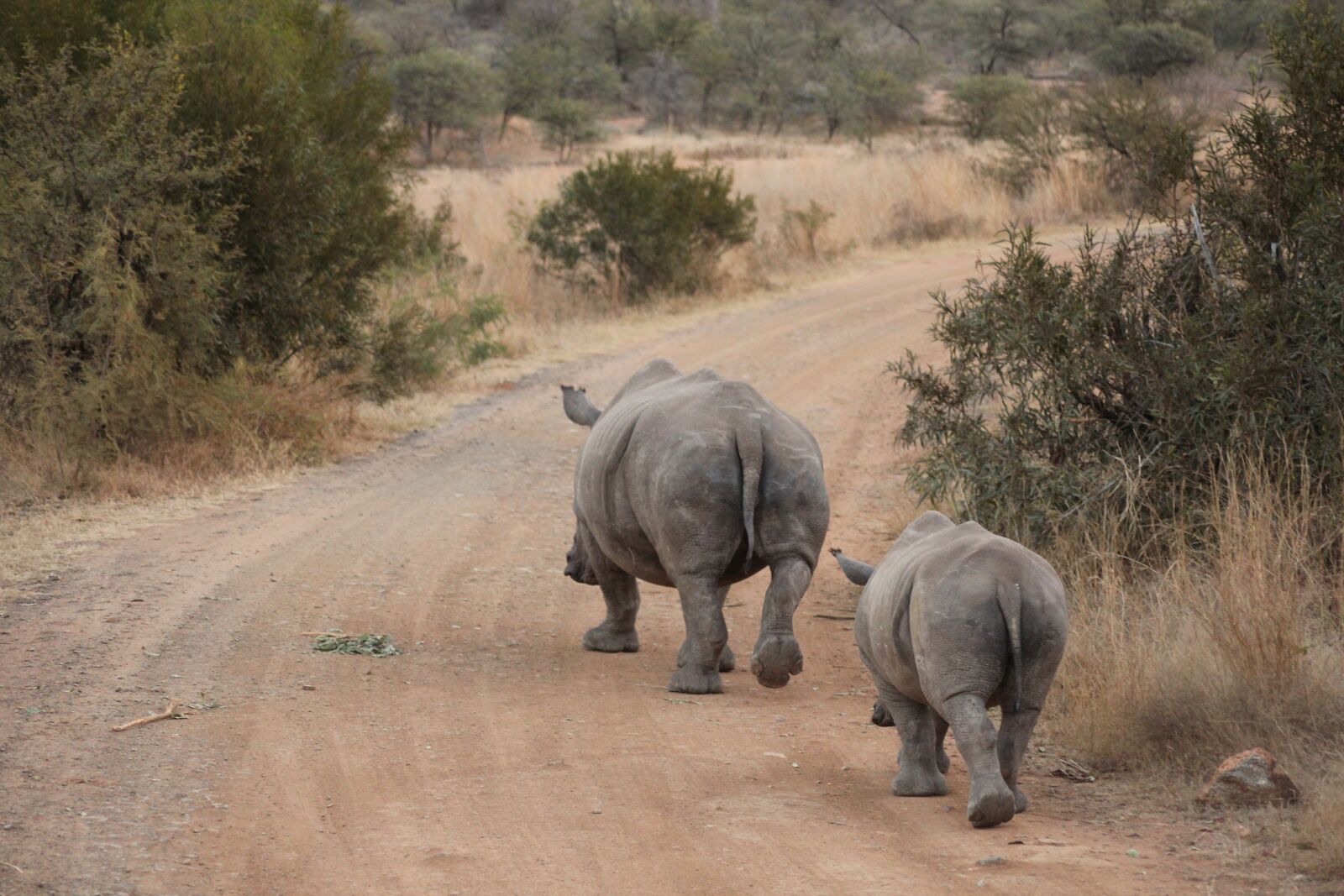 Canon EOS 600D (Rebel EOS T3i / EOS Kiss X5) sample photo. Elephant, wildlife, mammal photography