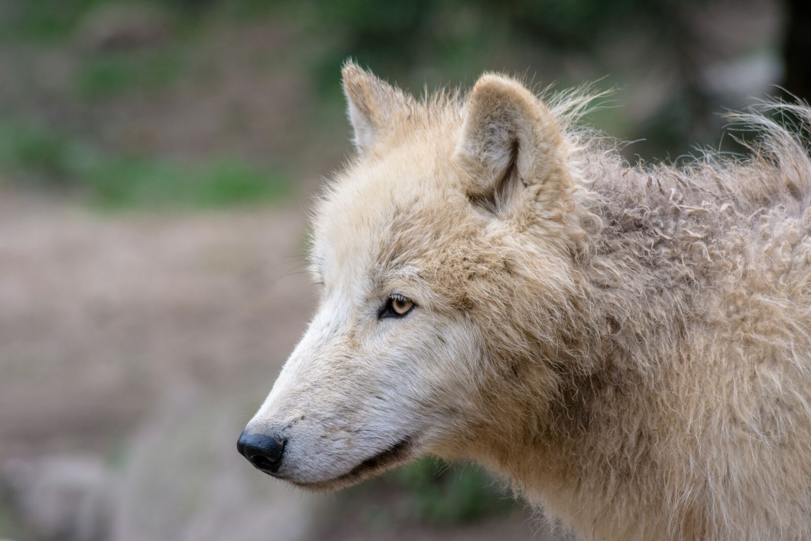 Nikon D5200 sample photo. Wolf, animal, predator photography