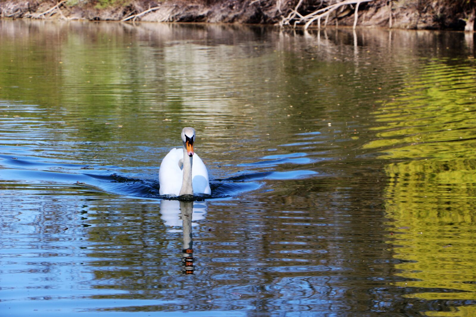 Canon EOS 700D (EOS Rebel T5i / EOS Kiss X7i) sample photo. Swan, old rhine, rhine photography