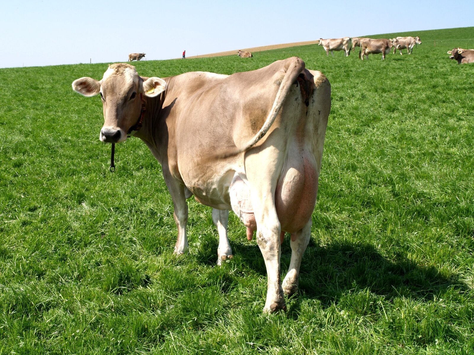 Olympus E-400 (EVOLT E-400) sample photo. Cow, pasture, switzerland photography