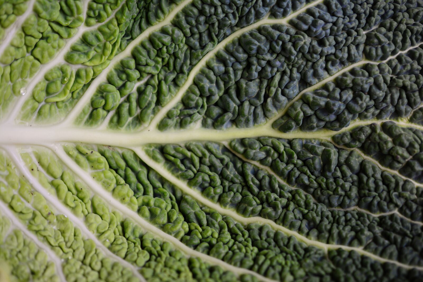 Nikon D5200 sample photo. Cabbage leaf, savoy, savoy photography