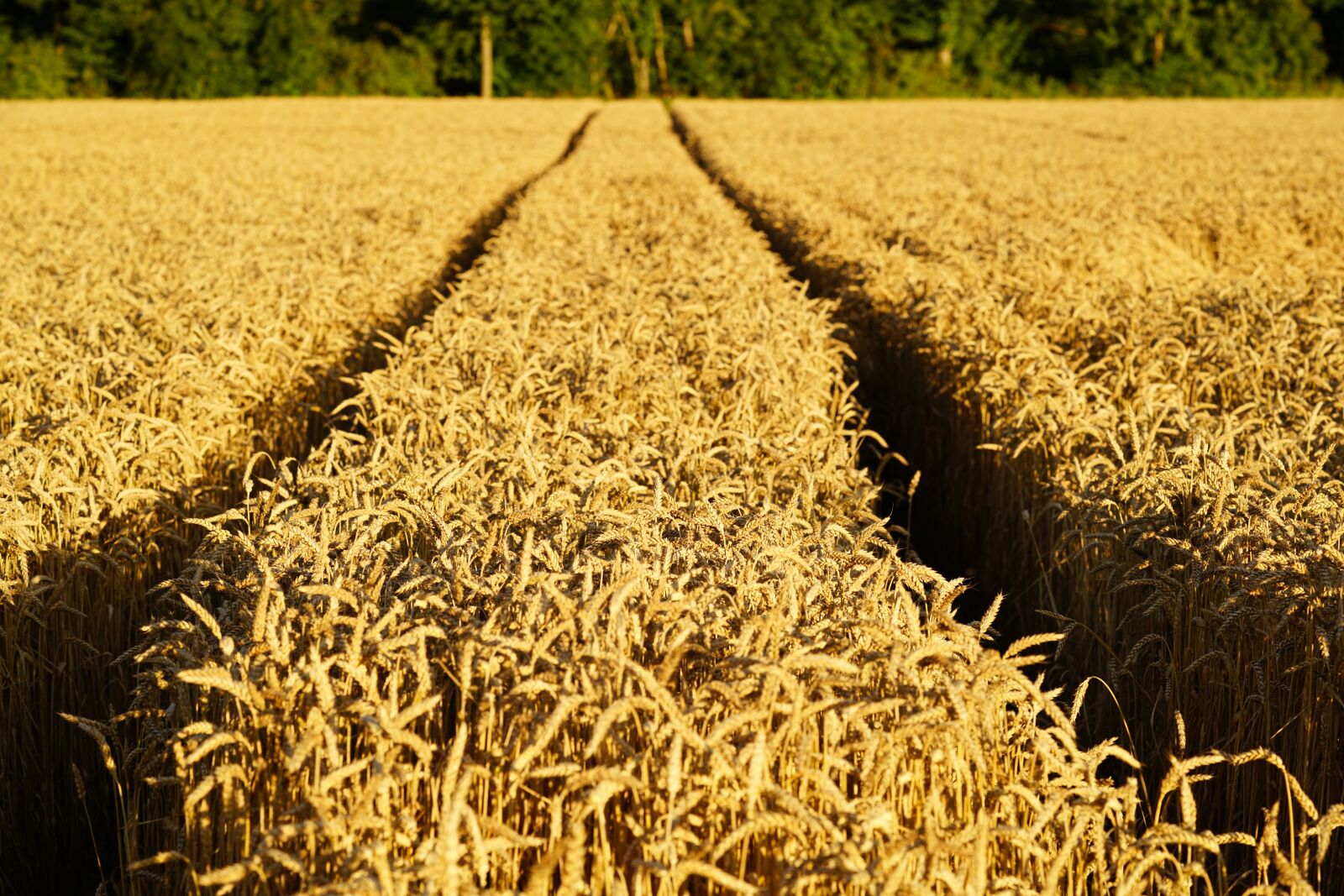 Sony a7R II + Sony FE 90mm F2.8 Macro G OSS sample photo. Wheat, grain, cereals photography