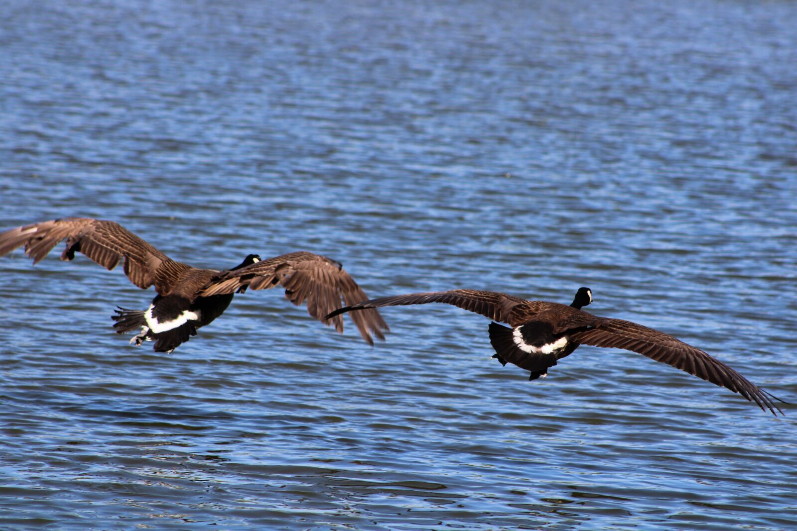 Canon EF75-300mm f/4-5.6 sample photo. Goose, bird, nature photography