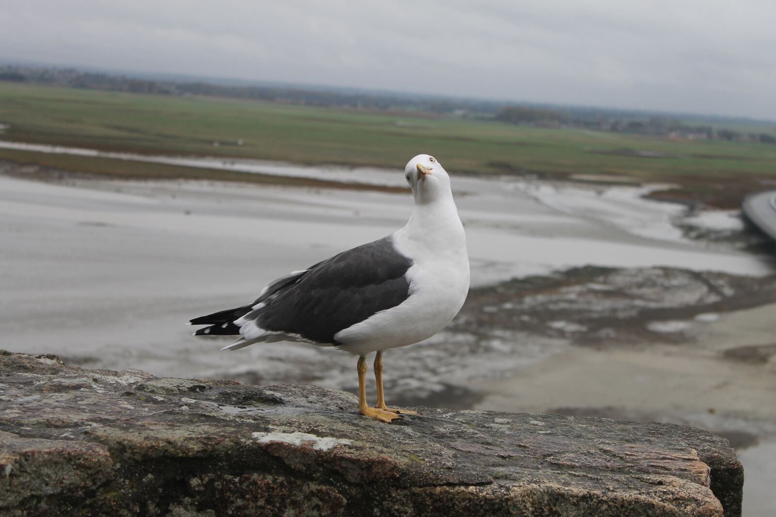 Canon EOS 1100D (EOS Rebel T3 / EOS Kiss X50) sample photo. Gull, seagull, sea photography
