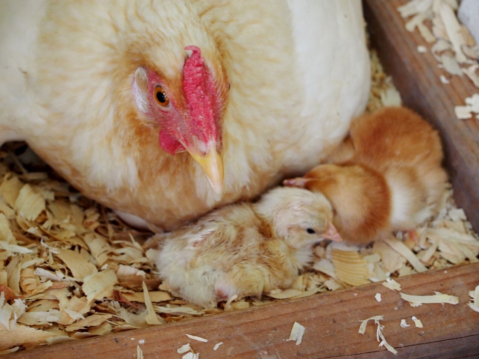 Olympus PEN E-PL3 sample photo. Chicks, chickens, farm photography