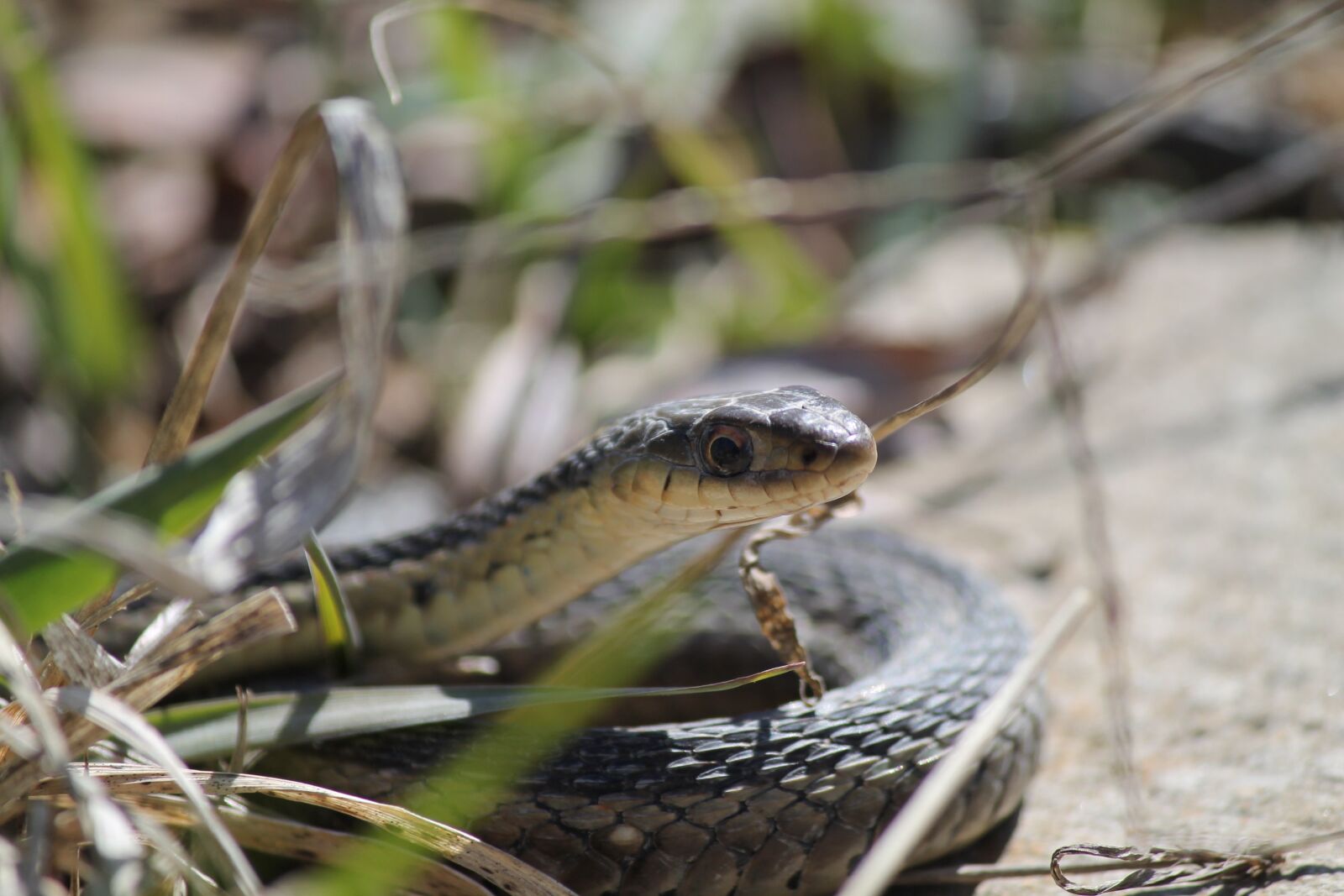 Canon EOS 1100D (EOS Rebel T3 / EOS Kiss X50) sample photo. Snake, reptile, wildlife photography