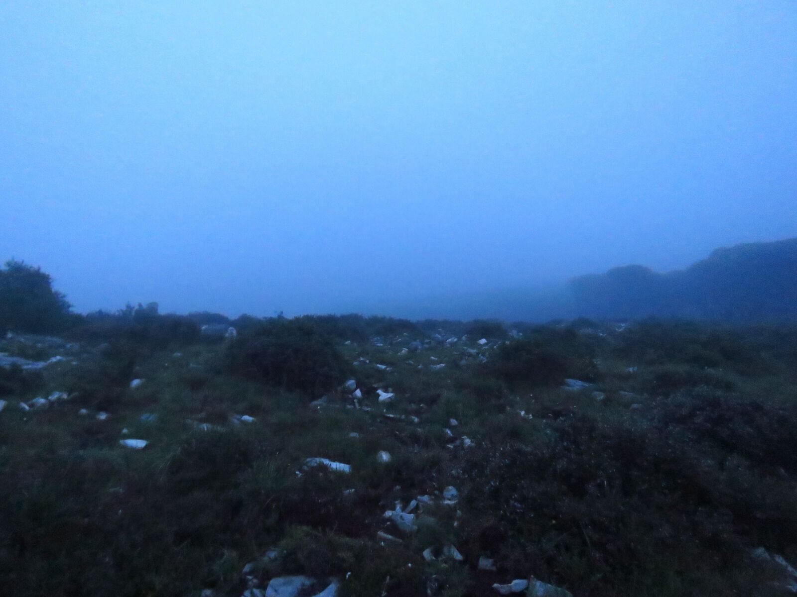 Canon PowerShot SX60 HS sample photo. Night, fog, forest photography