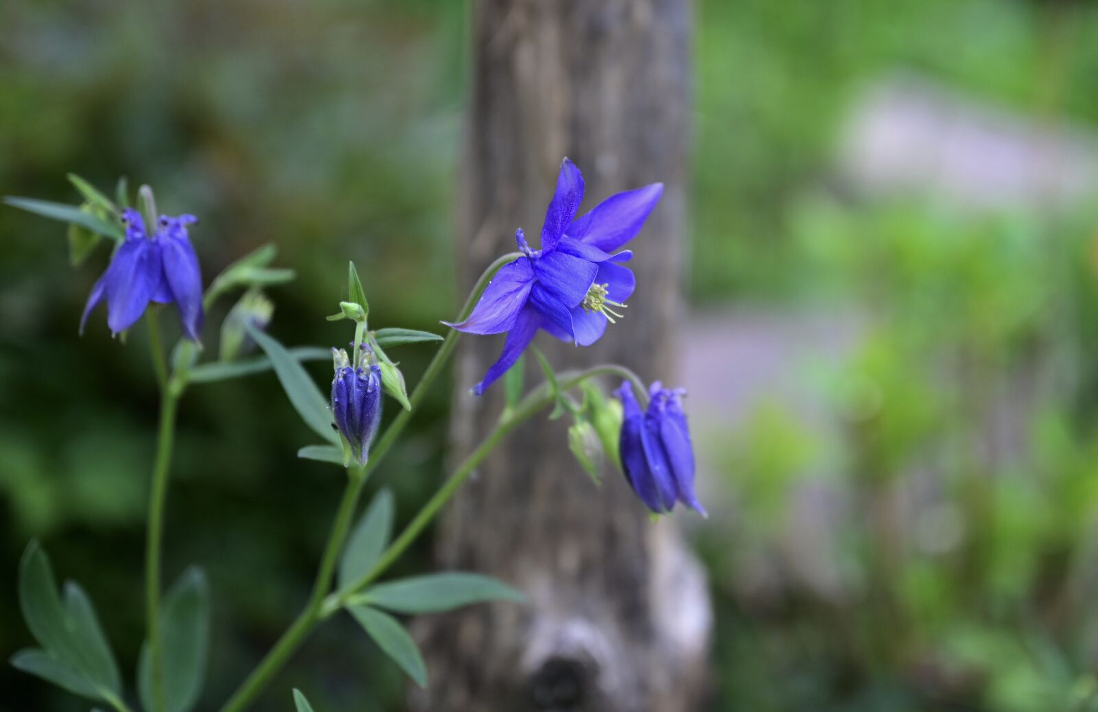 Nikon Nikkor Z 24-70mm F2.8 S sample photo. Columbine, blossom, bloom photography