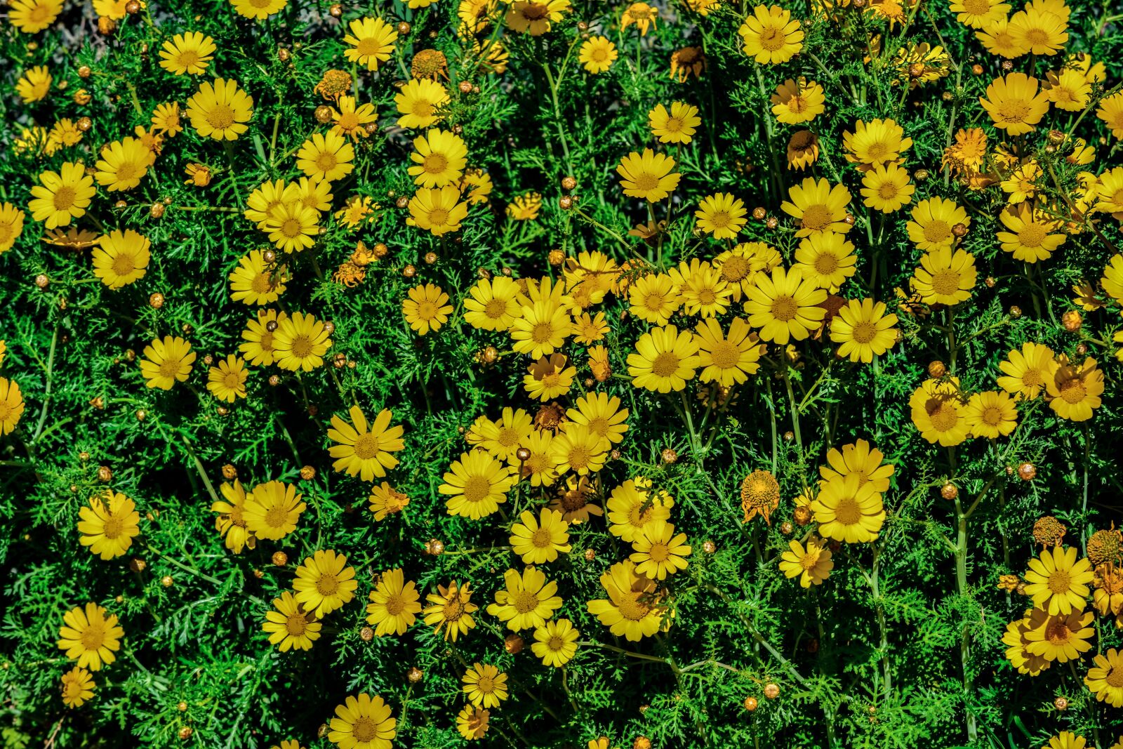 Nikon D3300 sample photo. Daisies, nature, flower photography