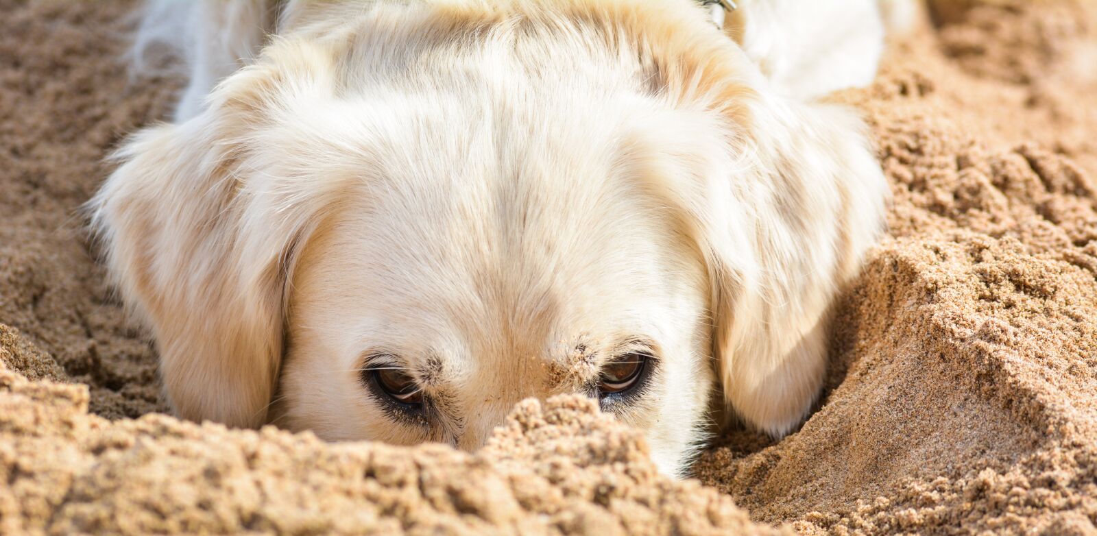 Nikon D5200 sample photo. Dog, pet, golden retriever photography