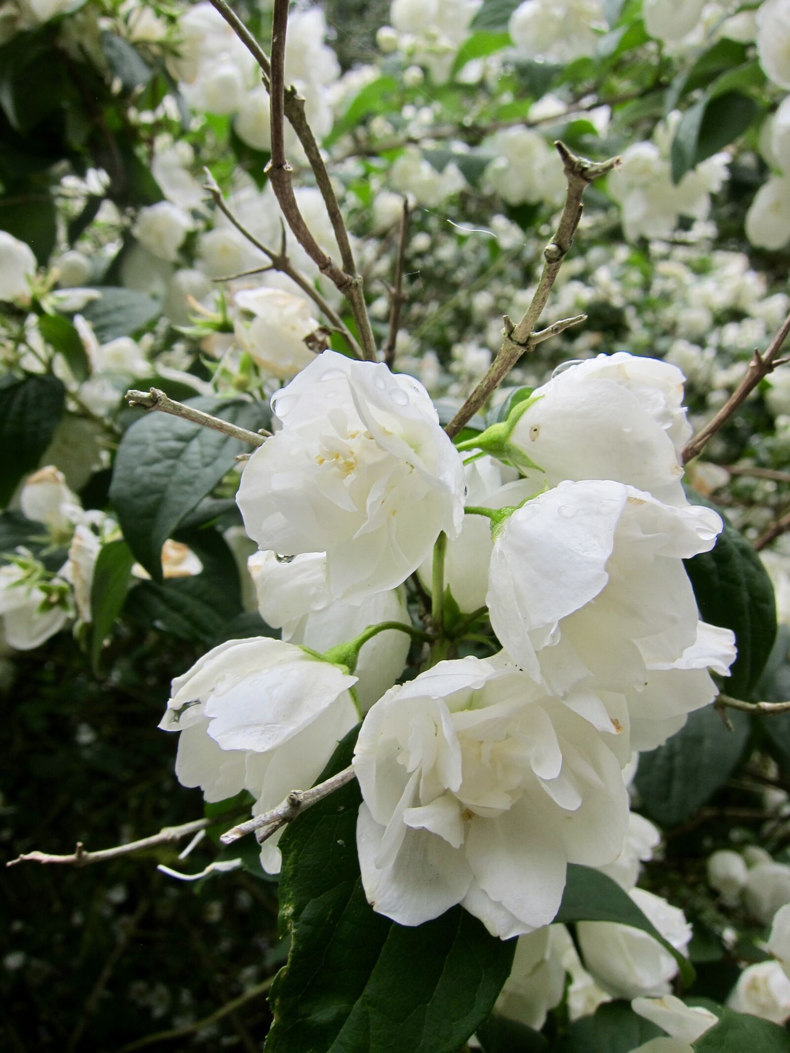 Canon PowerShot S95 sample photo. Apple blossoms, springtime, nature photography