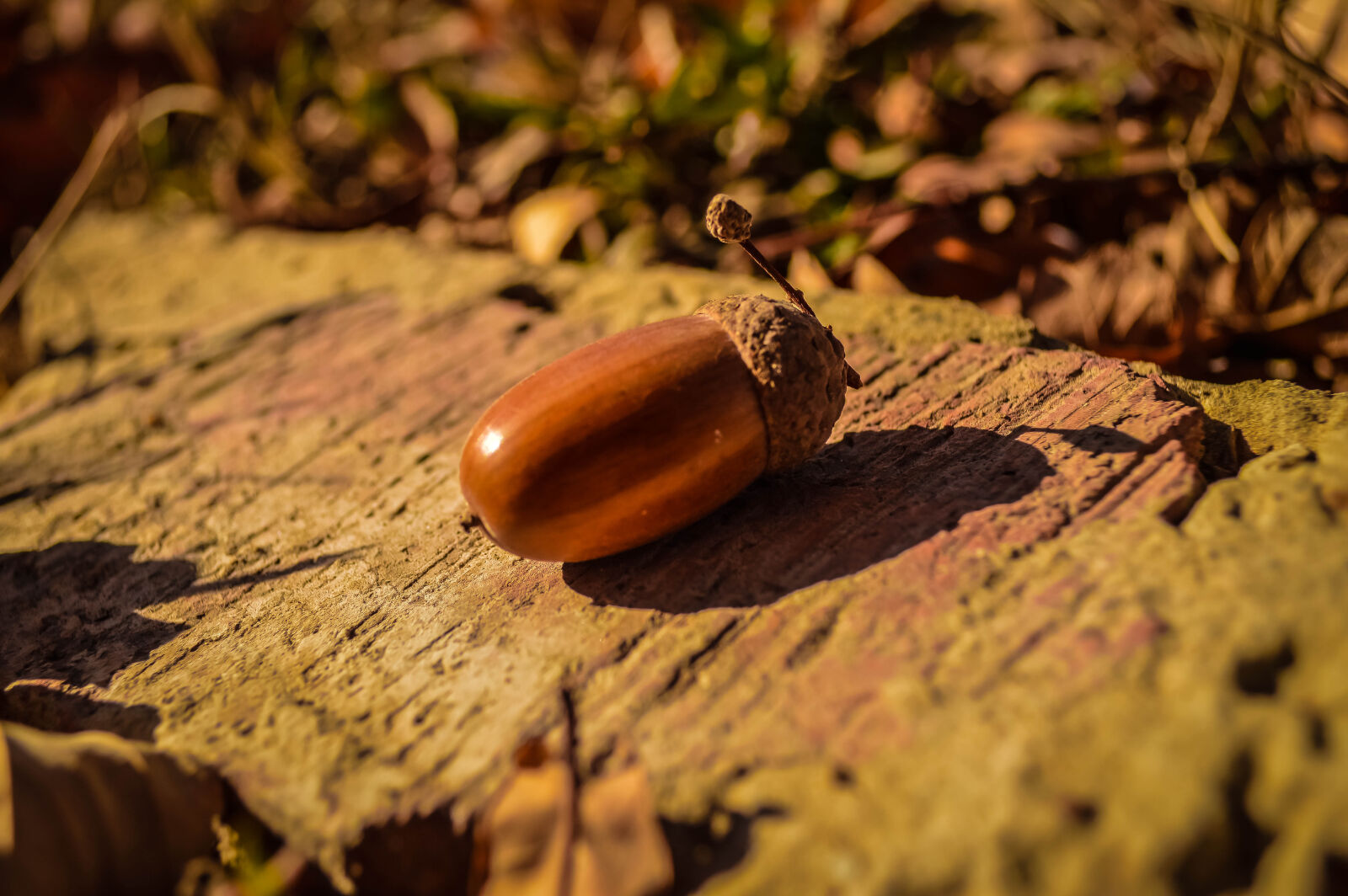 Nikon D3200 sample photo. Acorn, autumn, autumn, leaves photography