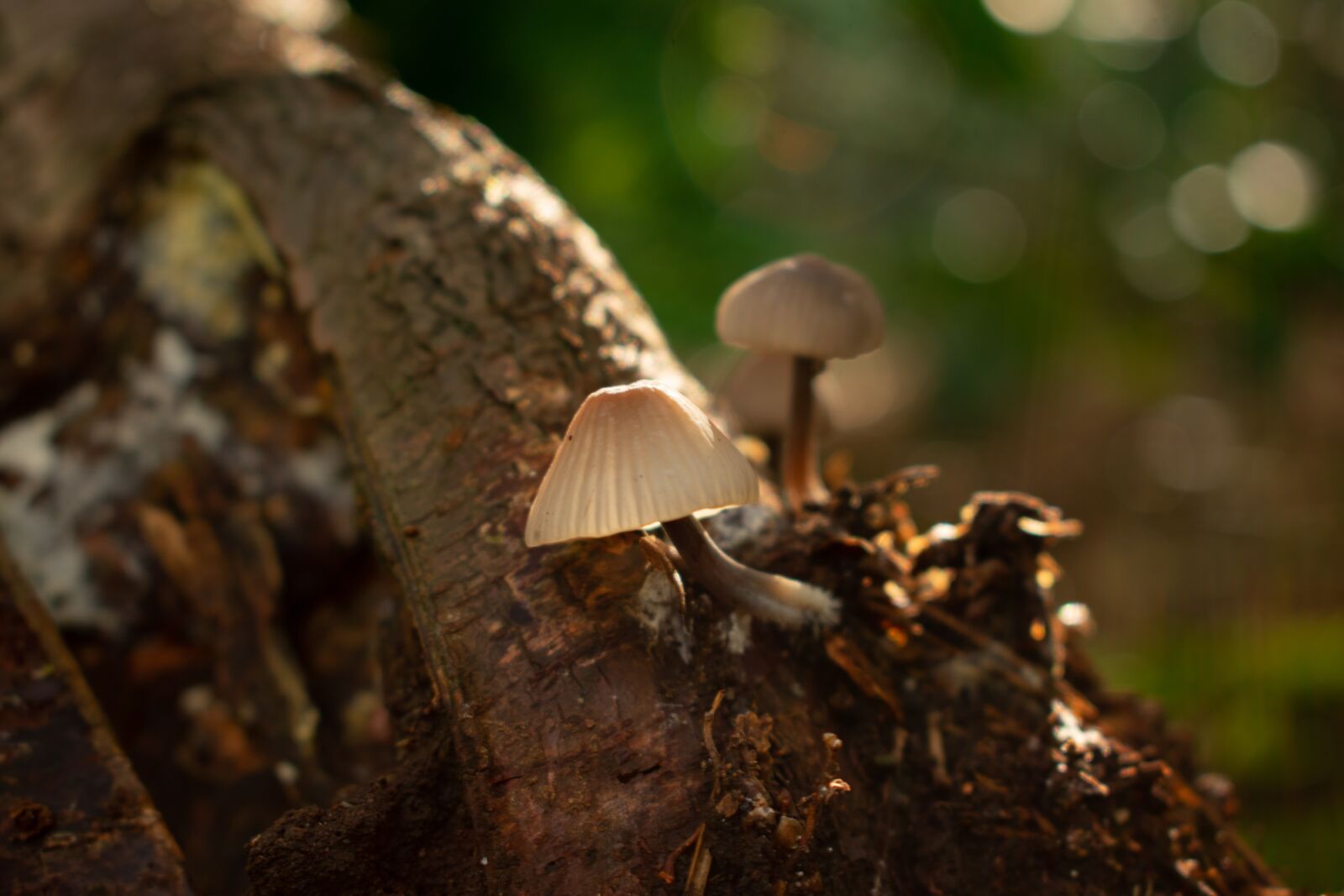 Nikon D3400 sample photo. Mushroom, mushrooms, tree photography