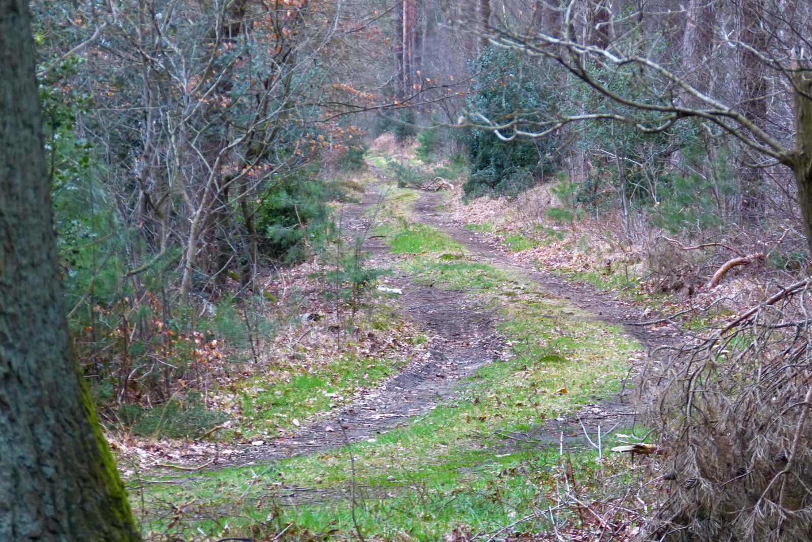 Panasonic Lumix DMC-FZ150 sample photo. Forest, away, forest path photography