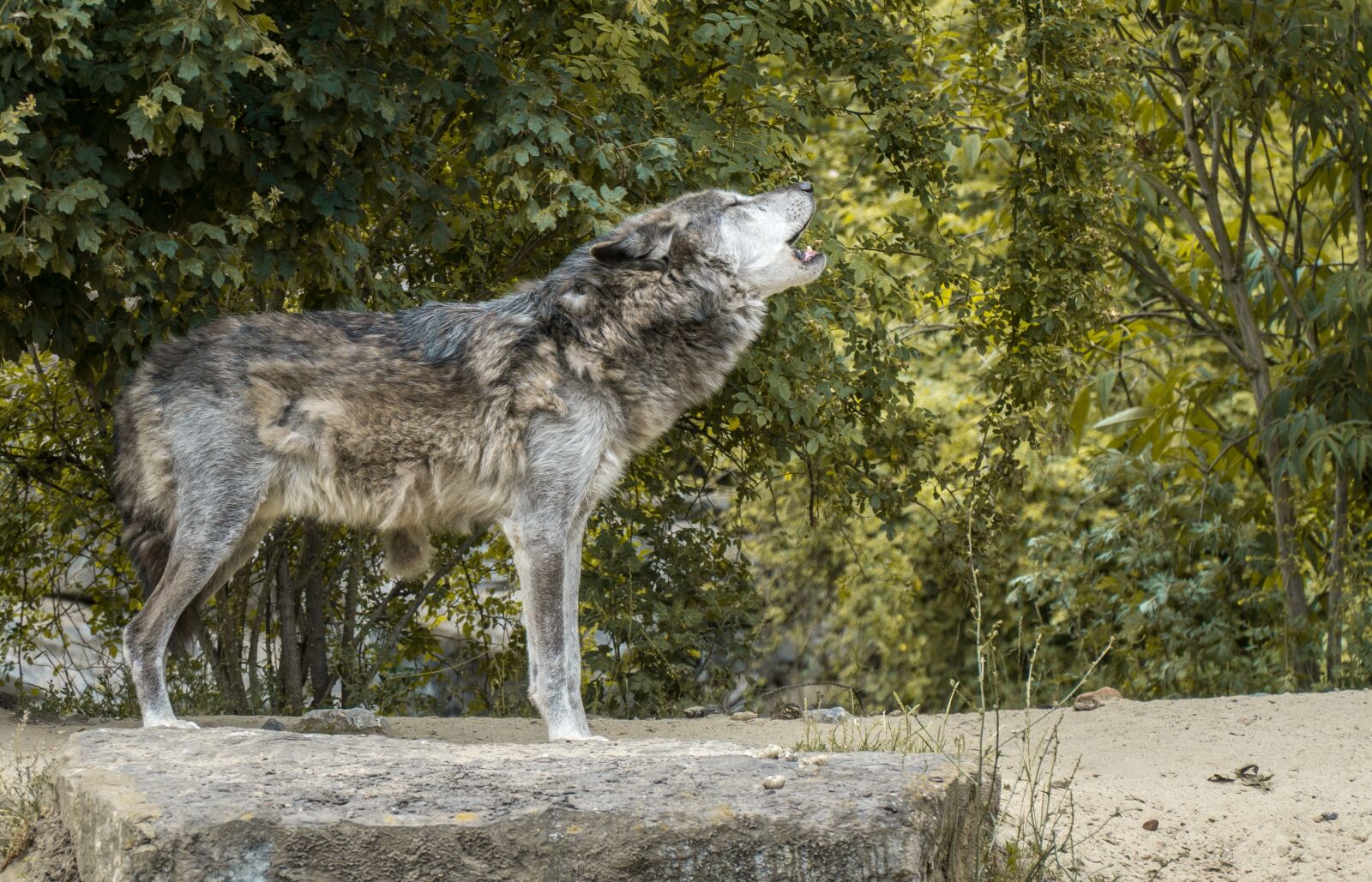 Sony a6000 + Sony E PZ 18-105mm F4 G OSS sample photo. Wolf, howl, wolf howling photography