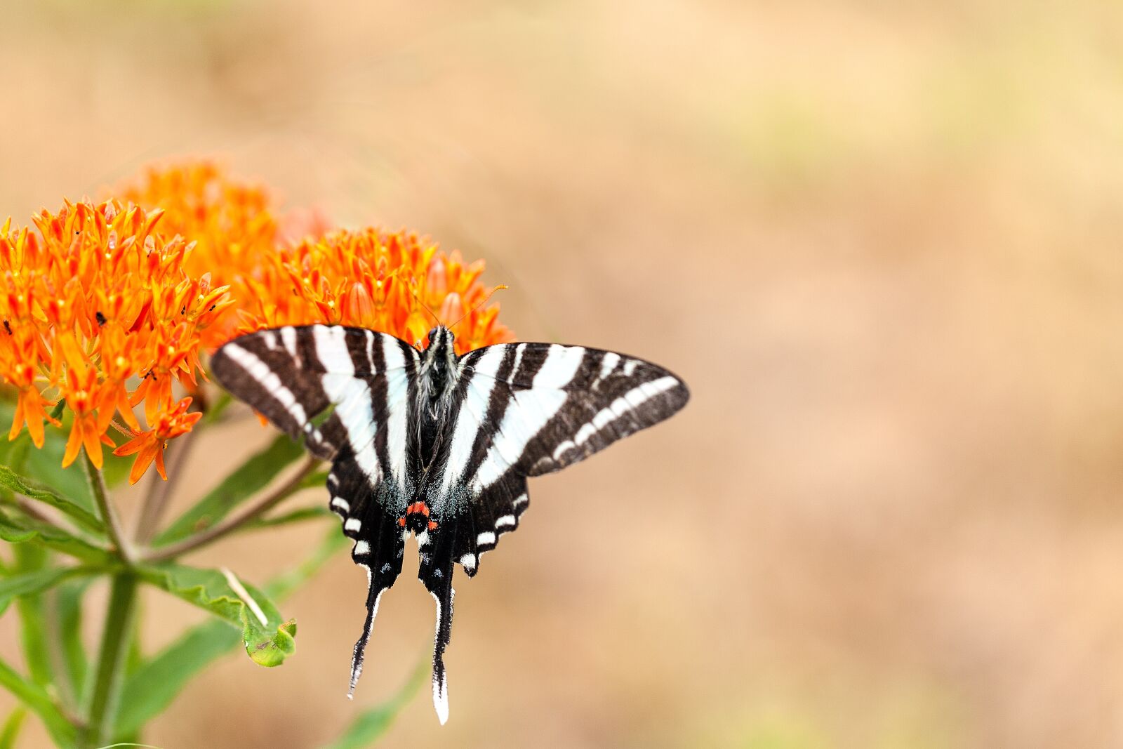Canon EF 100mm F2.8L Macro IS USM sample photo. Butterfly, striped, summer photography