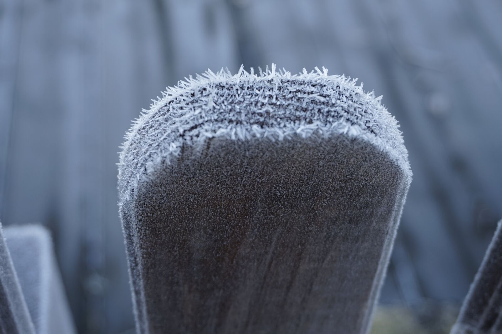 Sony Alpha a5000 (ILCE 5000) sample photo. Fence lath, winter, cold photography