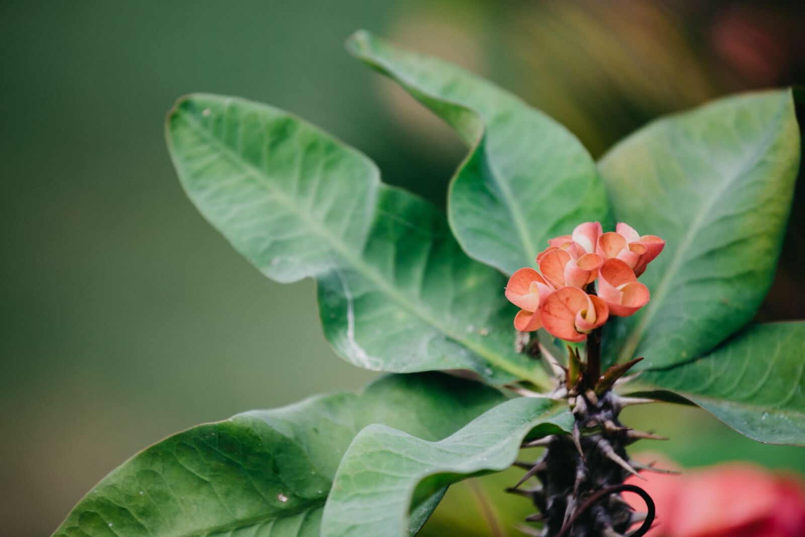Canon EOS 6D + Canon EF 70-200mm F4L USM sample photo. Nature, flower, green photography