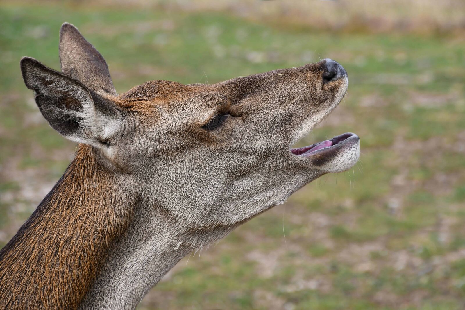 Nikon D500 sample photo. Wildlife, animal, nature, wild photography