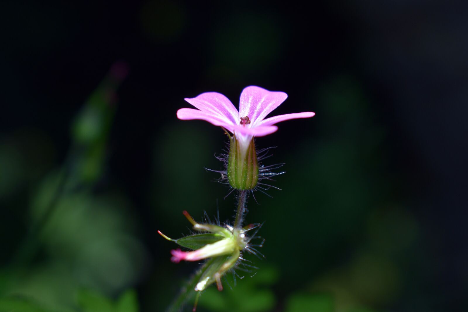 Nikon D3400 sample photo. Flower, flowers, spring photography