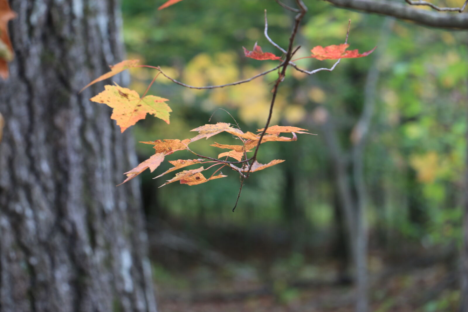 Canon EOS 70D sample photo. Autumn, changing, leaves, fall photography