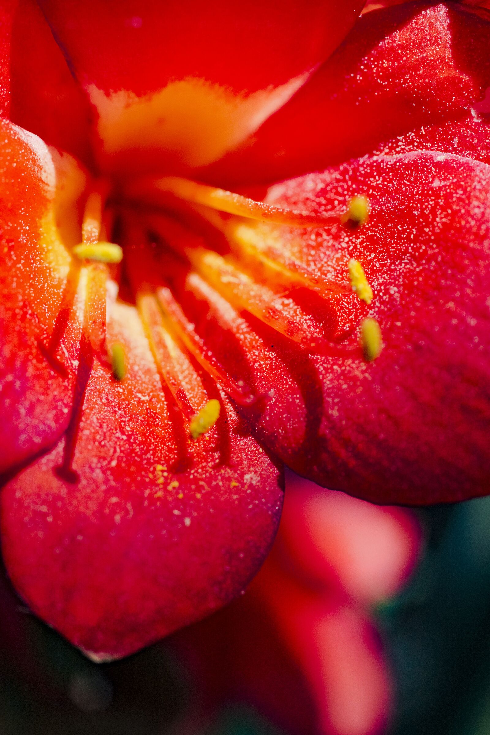 Canon EOS 550D (EOS Rebel T2i / EOS Kiss X4) sample photo. Flower, color, new year photography