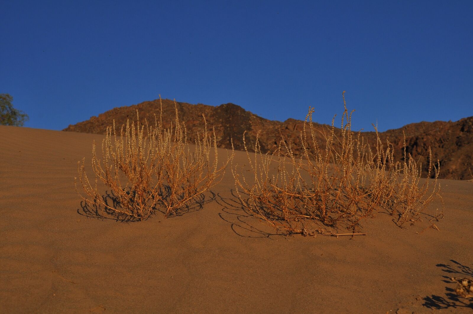 Nikon D90 sample photo. Desert, landscape, dry photography