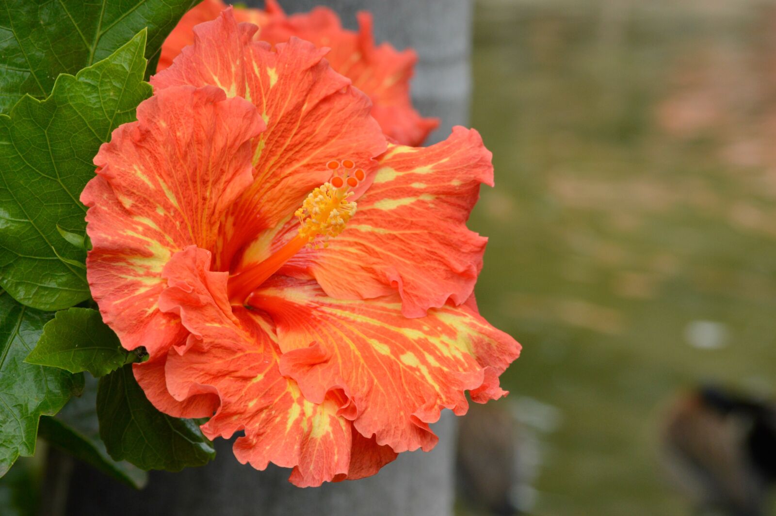 Nikon D3200 sample photo. Hibiscus, flower, orange photography