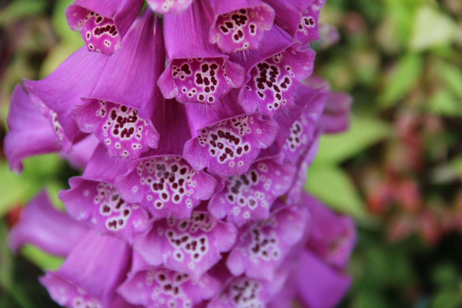 Canon EOS 60D sample photo. Nature, flower, flora photography