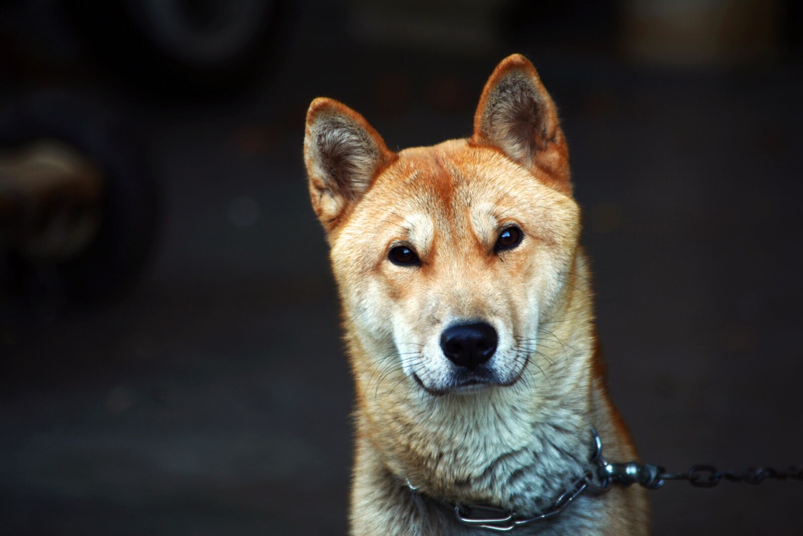 Nikon D7100 sample photo. Republic of korea, puppy photography