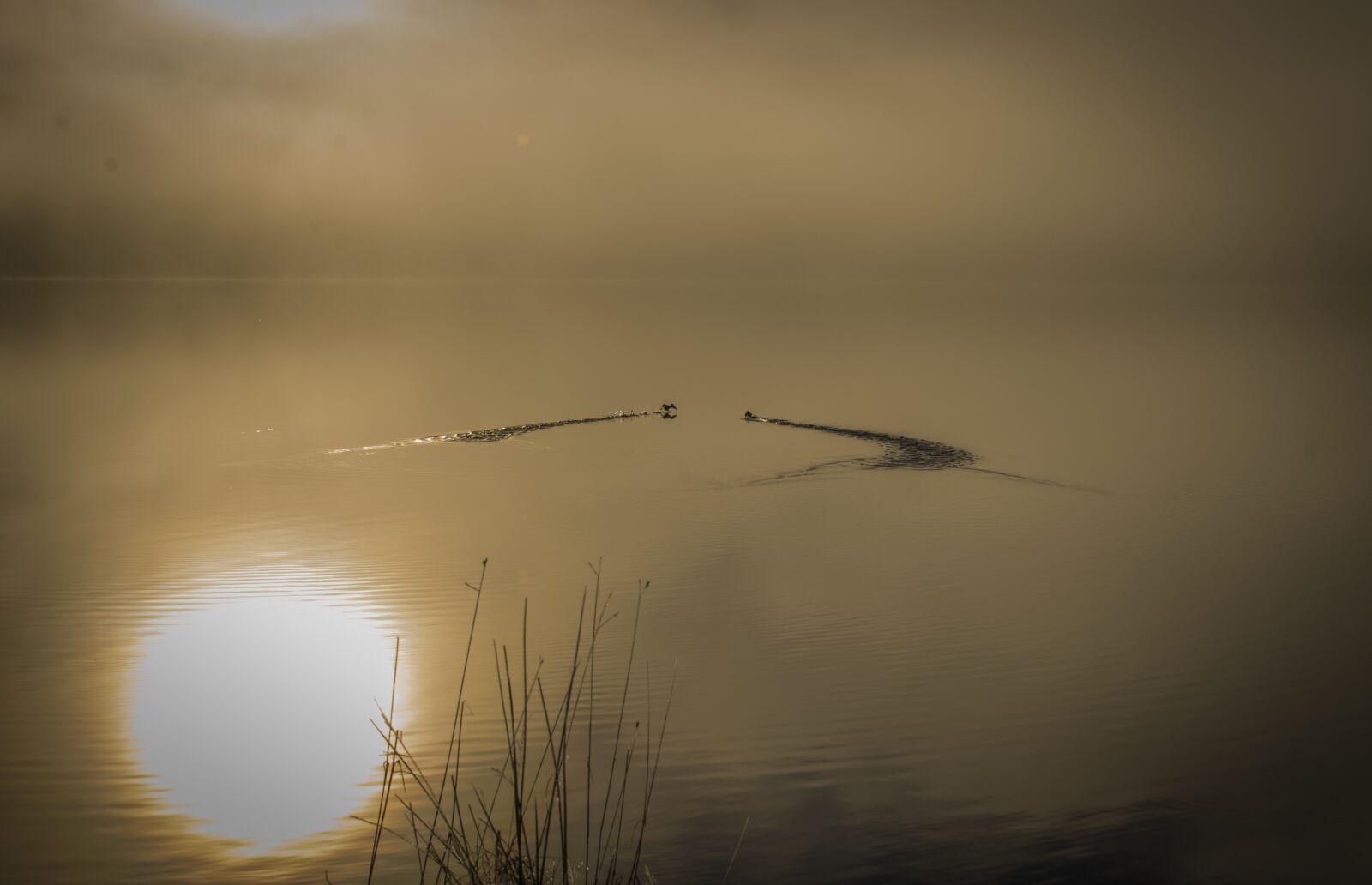 Nikon D3000 sample photo. Birds, water, sunset photography