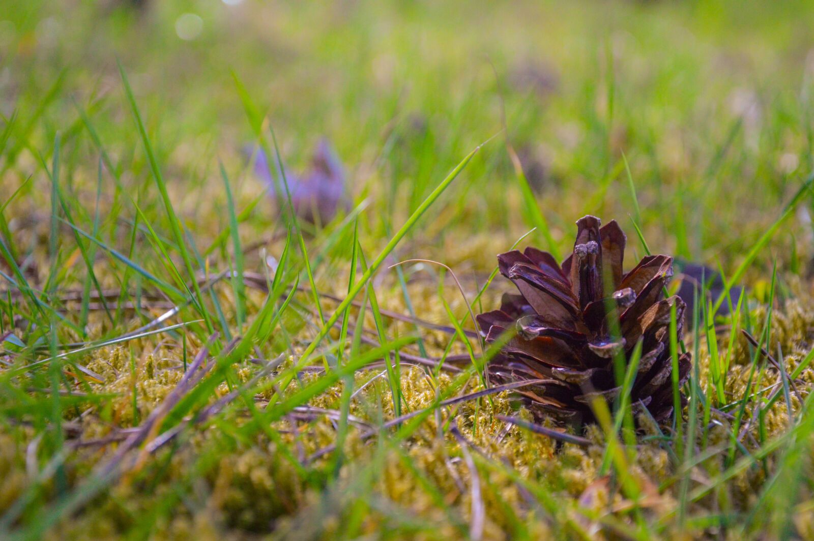 Nikon D3200 sample photo. Pine cone, forest, grass photography