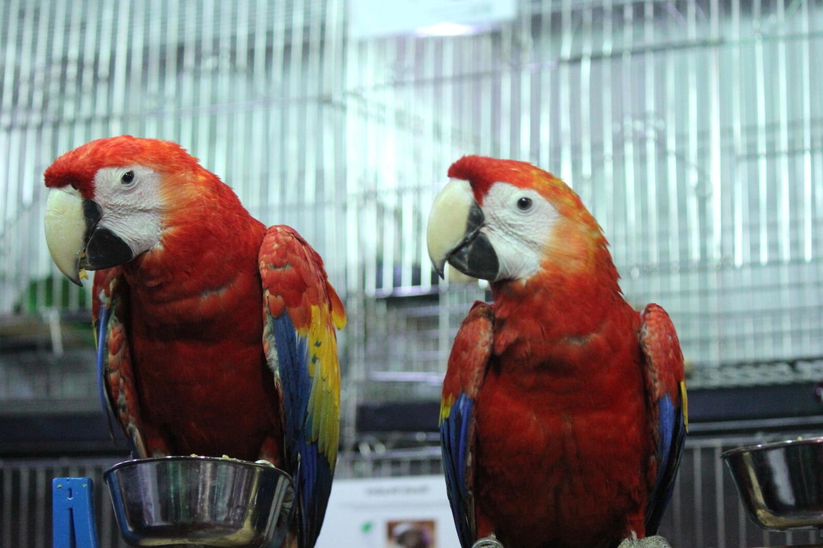 Canon EOS 600D (Rebel EOS T3i / EOS Kiss X5) sample photo. Exotic, macaw parrot, bird photography