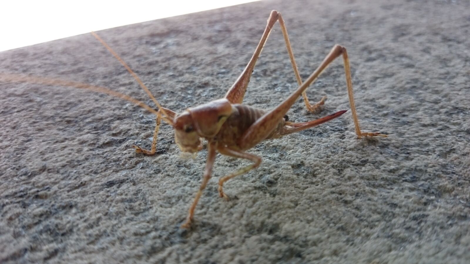 Sony Xperia Z1 sample photo. Grillo, cricket, insect photography