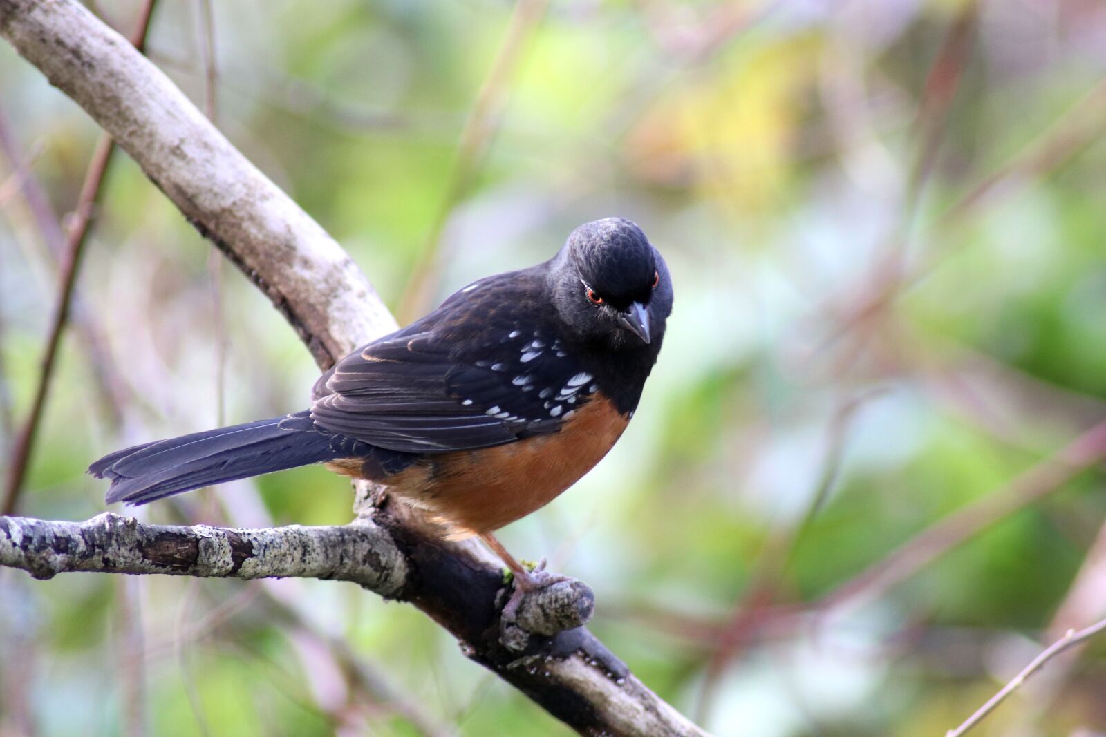 Canon EOS 80D sample photo. Wildlife, bird, nature photography