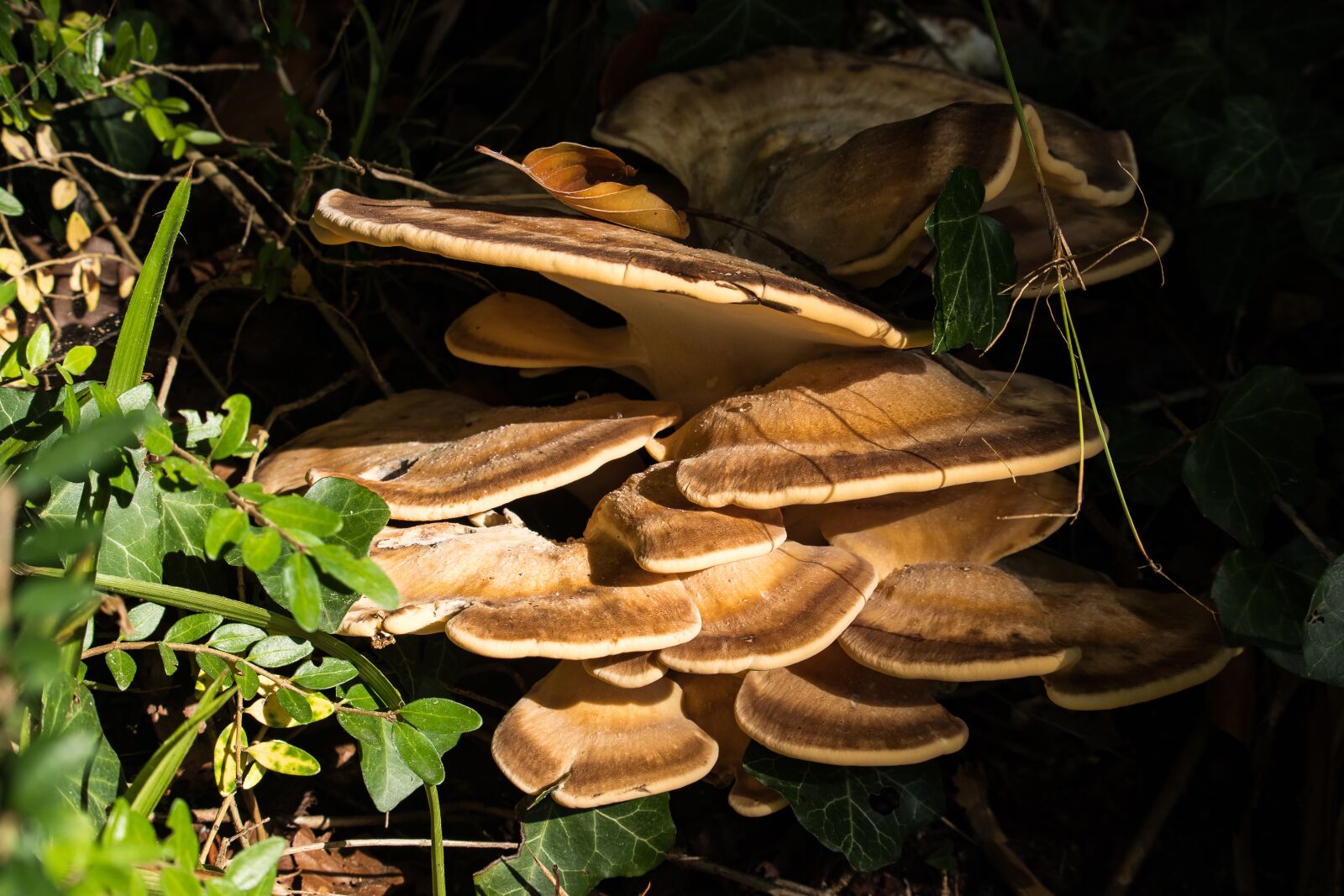 Canon EF-S 55-250mm F4-5.6 IS STM sample photo. Tree fungus, butterfly turkey photography